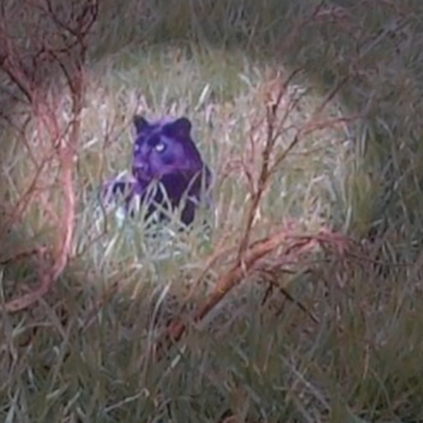 Het mysterie van de grote katten op Britse platteland