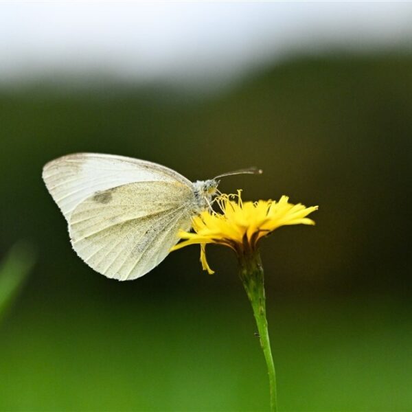 Stand.nl: 'De gehalveerde vlinderstand is een alarmerend signaal'