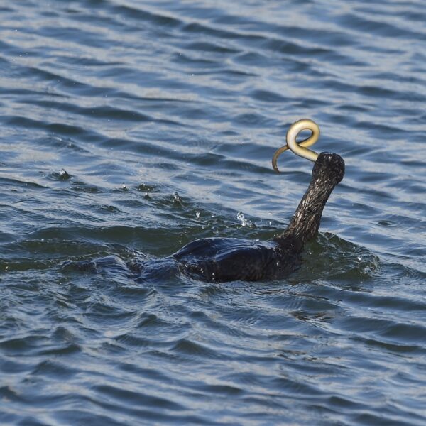 'Het verdwijnen van de paling is een schreeuw van de natuur om hulp'
