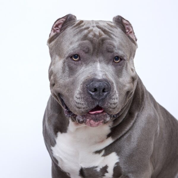 Britten willen verbod op hondenras Bully XL: 'Ook in Nederland veel bijtincidenten'