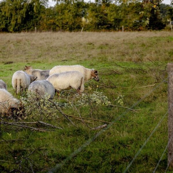 Boeren in onzekerheid door onduidelijke terugvorderingen van landbouwsubsidies
