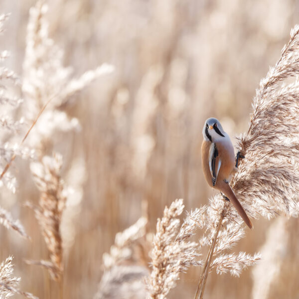 'Natuur hoef je niet te begrijpen om ervan te genieten'
