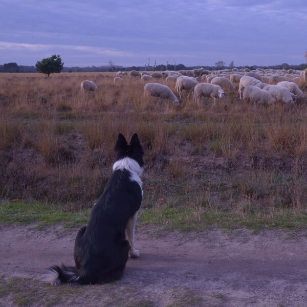 Wanneer kun je jezelf een échte dierenvriend noemen?