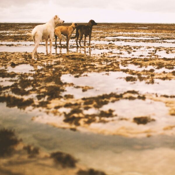 Er gebeurt nog weinig om dodelijke bijtincidenten met honden te voorkomen