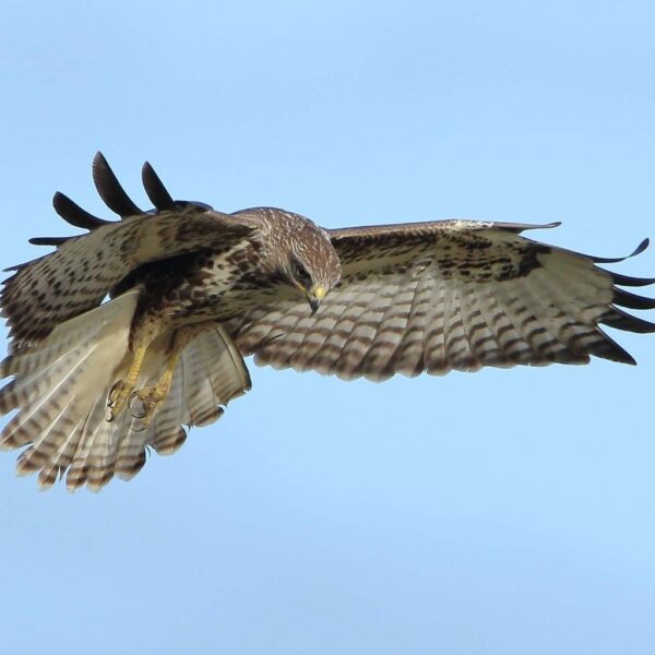 De natuur is meedogenloos, en de mens ook