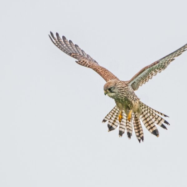 Torenvalken tellen? Dat doe je vanuit een rijdende auto