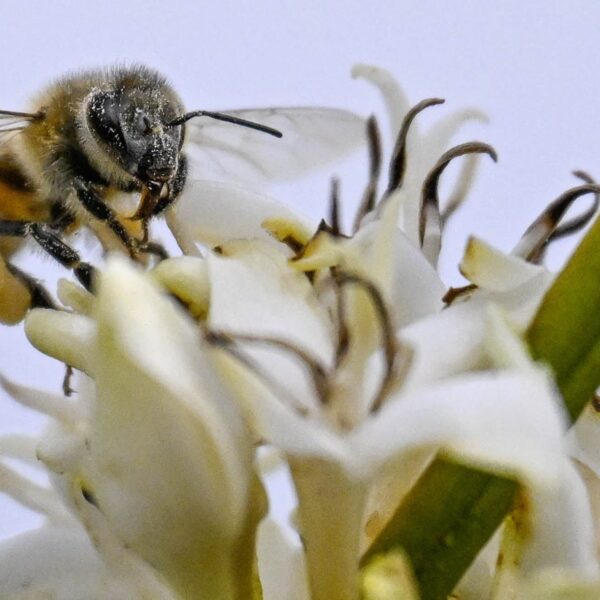 Zijn bijen bestand tegen bestrijdingsmiddelen?