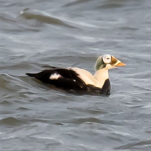 Vogelaars massaal naar Texel voor zeldzame vogel