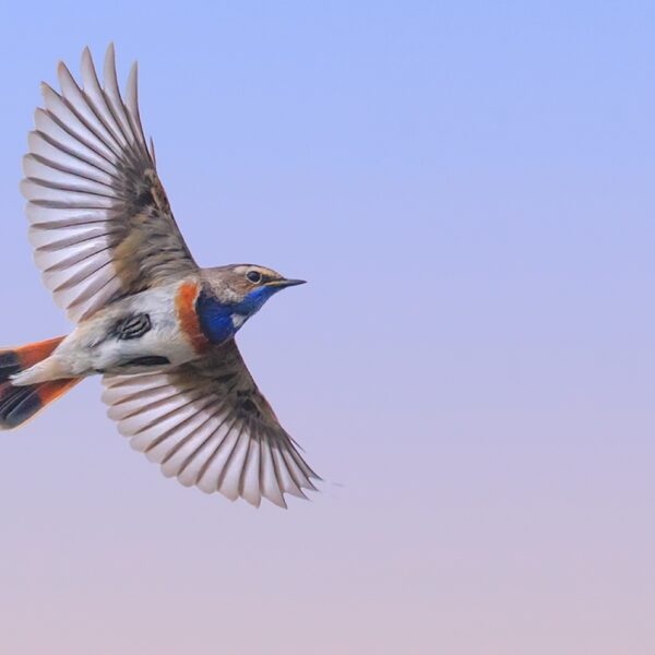Braakliggend terrein: 'Dichter in de buurt van de wildernis ga je niet komen in Nederland'