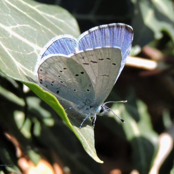 Deze vlinders vliegen rond bij jou in de buurt
