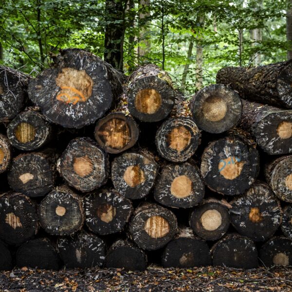 Verlies biodiversiteit compenseren met duurdere producten? 'Je legt de druk bij de consument'