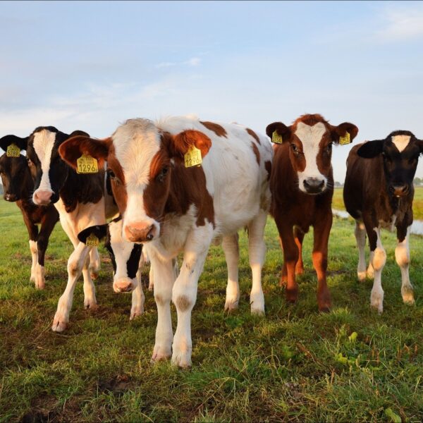 'De stikstofnormen zijn bizar en Nederland kan ze prima veranderen'