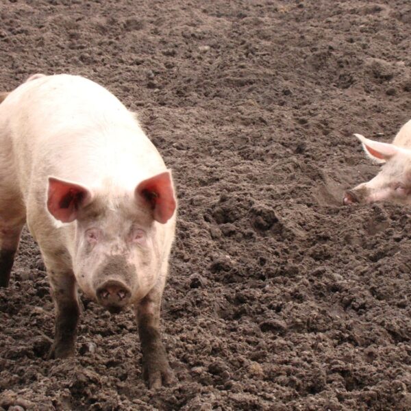 'Dieren op de boerderij zijn geen dieren meer, het zijn: tot machines gemaakten'