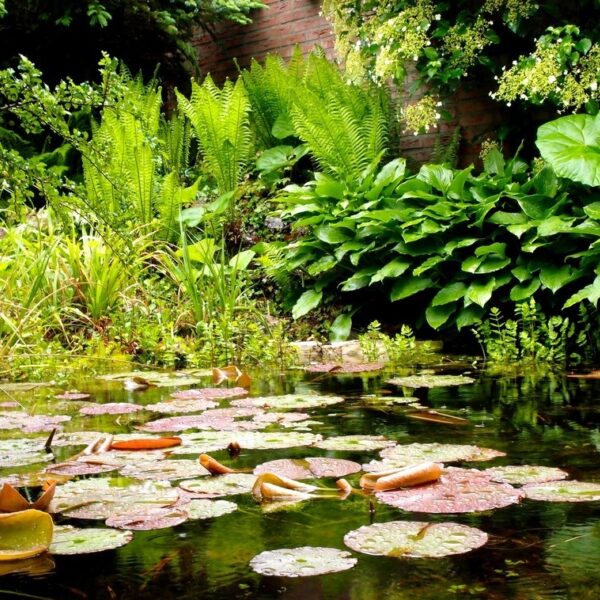 Zo maak je jouw tuin veerkrachtiger in tijden van klimaatverandering