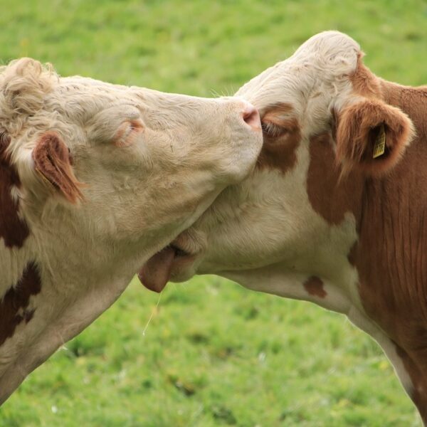 Koeien vormen vriendengroepen, net als mensen