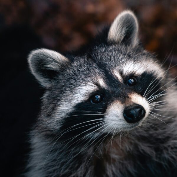 Koken met exoten: 'De taco met wasbeerbout is nogal intens'