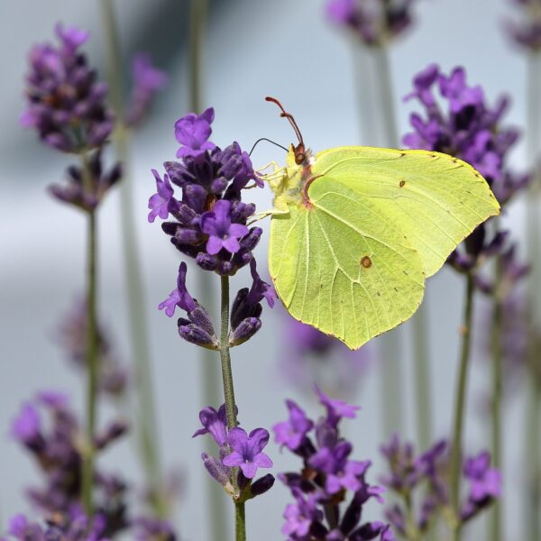 Deze vlinders overwinteren in jouw struiken en garage