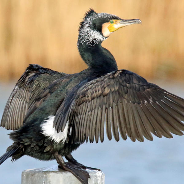 Nieuw plan om aalscholver te bejagen 'onwetenschappelijk'