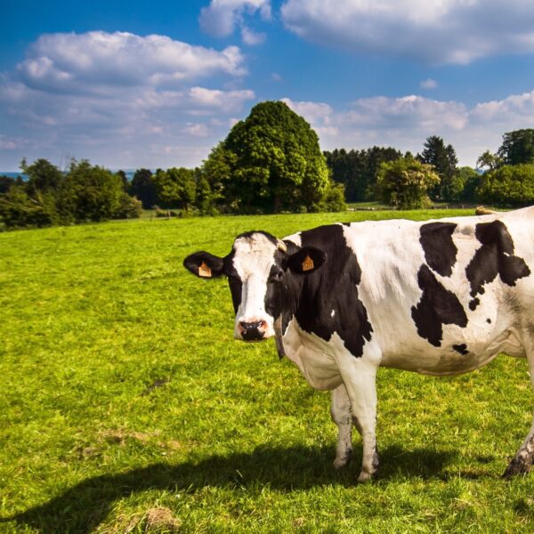 Drentse boer verhuist naar Zweden: 'Ik leen me niet langer voor de gekkigheid'