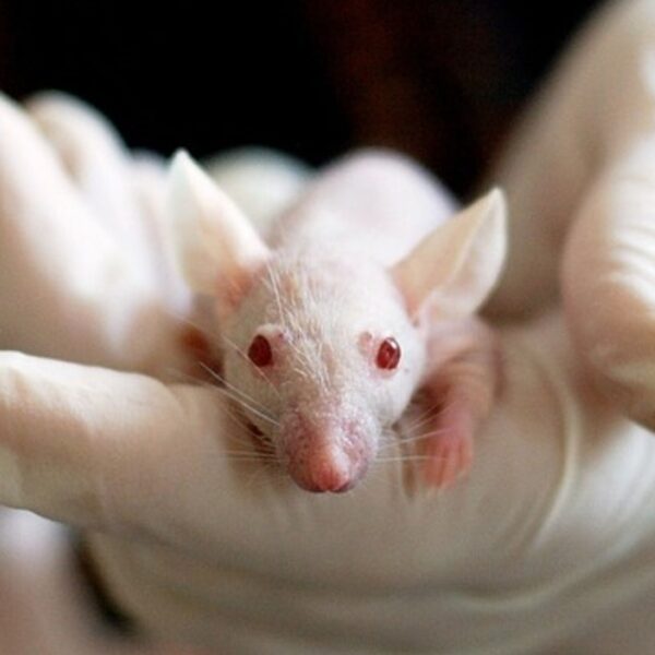 Dierproefvrij Europa: daar streeft Europese Commissie naar