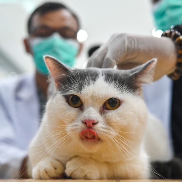 Het hebben van een 'beestje' steeds duurder: 'Mensen hebben het geld simpelweg niet'