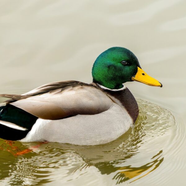 Er zijn steeds minder wilde eenden: hoe kan dat? 'Er is echt een forse afname'