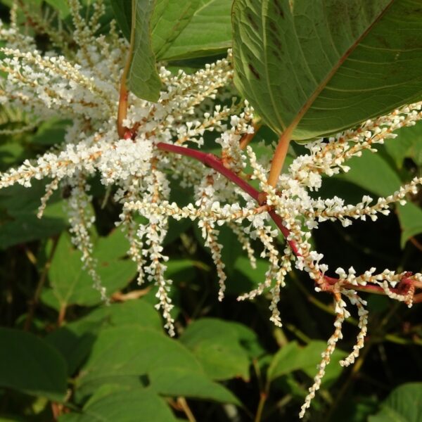 Zesentwintig nieuwe invasieve exoten op Europese lijst waaronder Japanse duizendknoop