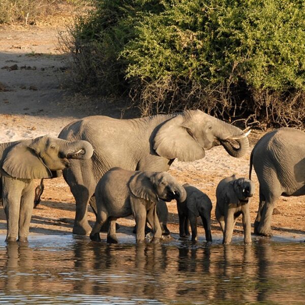 Mensen en wilde dieren raken steeds vaker in conflict: wat kunnen we daartegen doen?