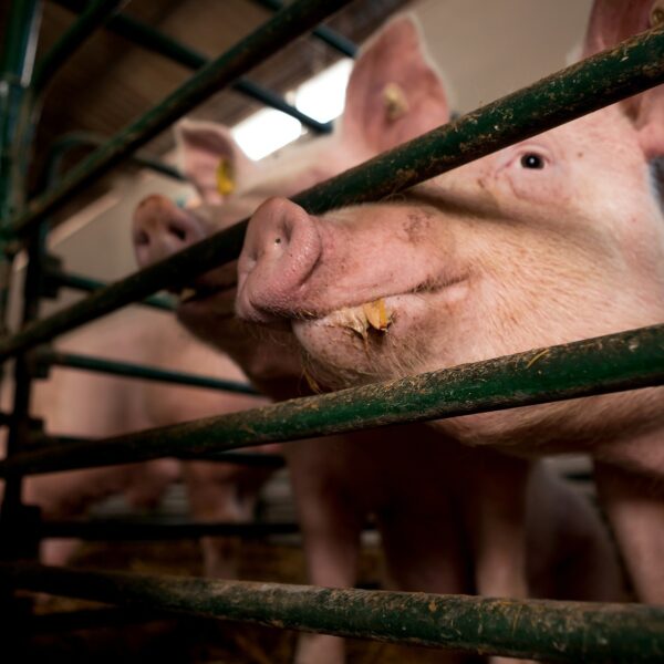 Wet Aanpak Dierenmishandeling moet aangescherpt worden