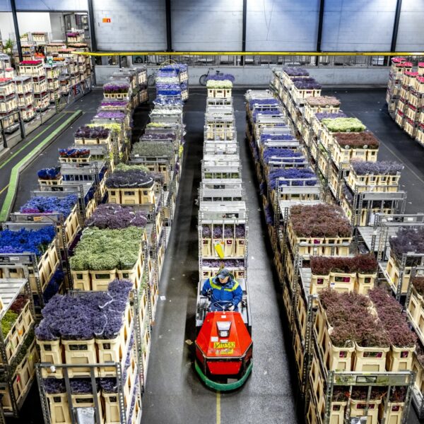 Plastic bloemen beter dan echte bloemen? 'Een investering in duurzaamheid'