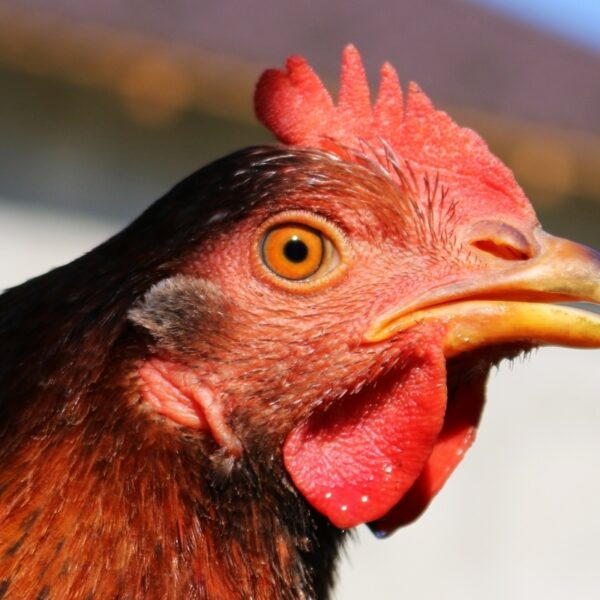Onderzoek naar kippentaal: wanneer is een kip gelukkig?