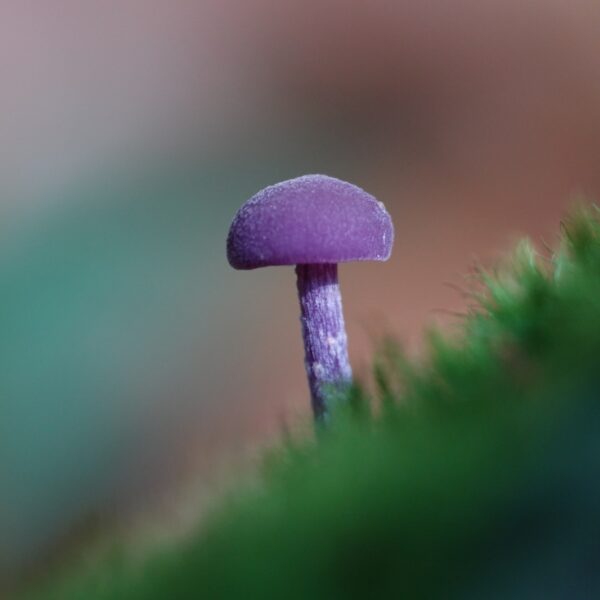 'Eetbare' paddenstoel bevat giftige arseenverbindingen