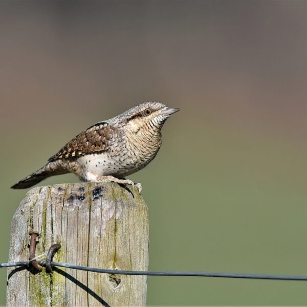 Draaihals is een mysterieuze vogel: hoe wordt er onderzoek naar gedaan?