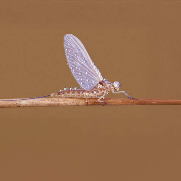 Jaar van de eendagsvlieg: deze soorten vind je in Nederland