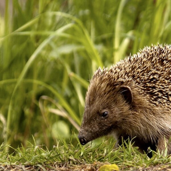 Egels tellen is essentieel: zo breng je ze in kaart!