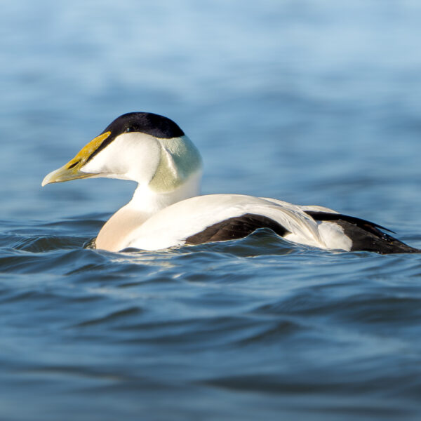 'Wees wijs met de Waddenzee, mevrouw Hermans'