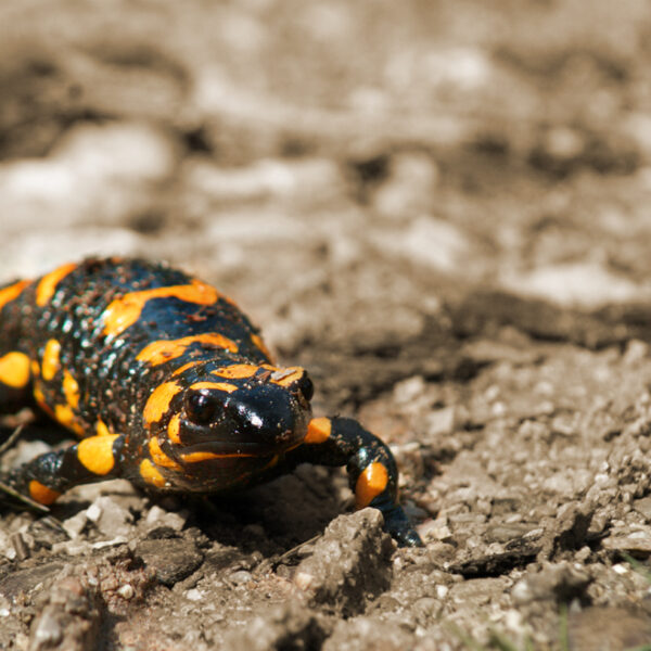 Red de vuursalamander: zo hopen ze op nageslacht