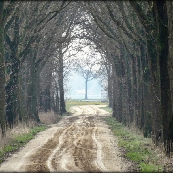Bomen als rechtspersoon? Dat zou ze veel leed besparen