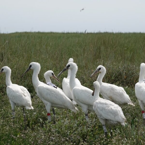 Vogels ringen is vogels beschermen