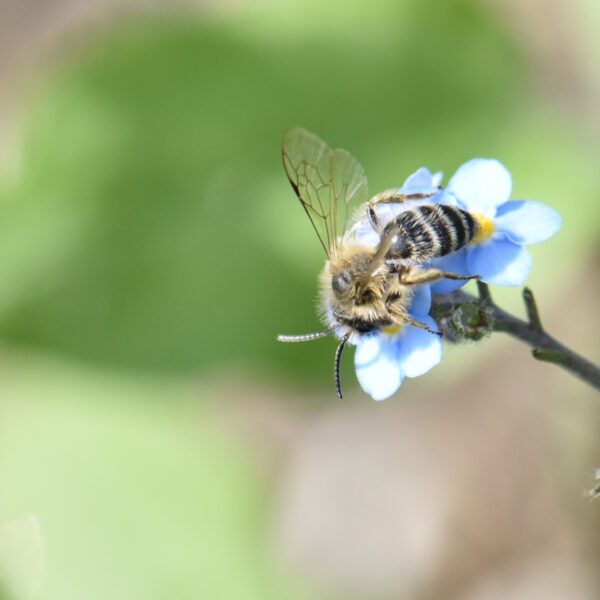 Hoe kunnen natuur en klimaat grotere rol spelen in onderwijs?