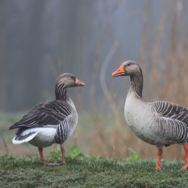 Grauwe gans: 40 jaar onderzoek leidde tot deze prachtige hommage