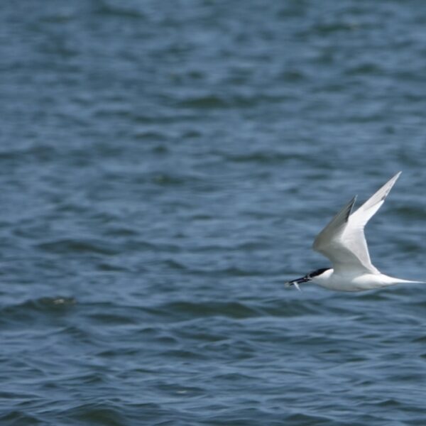 Vogelgriep woekert voort