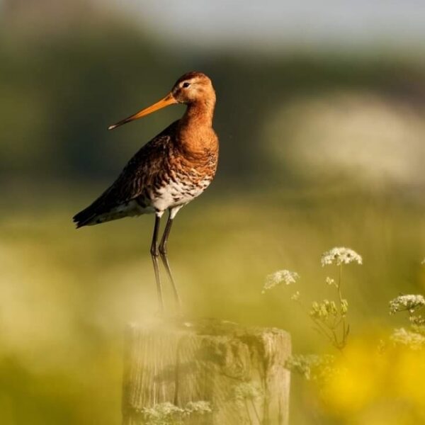 Genoeg animo voor agrarisch natuurbeheer, nu nog het geld