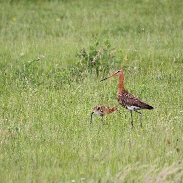 'Groene' partijen ontlenen hun naam aan de natuur