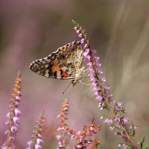 Stel in het natuurbeheer de vrijheid van organismen centraal