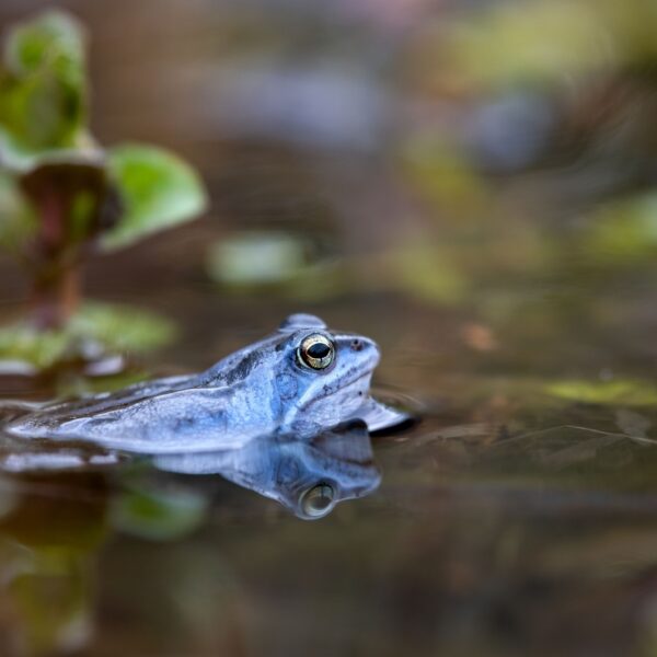 Deze film toont de Belgische natuur in volle glorie