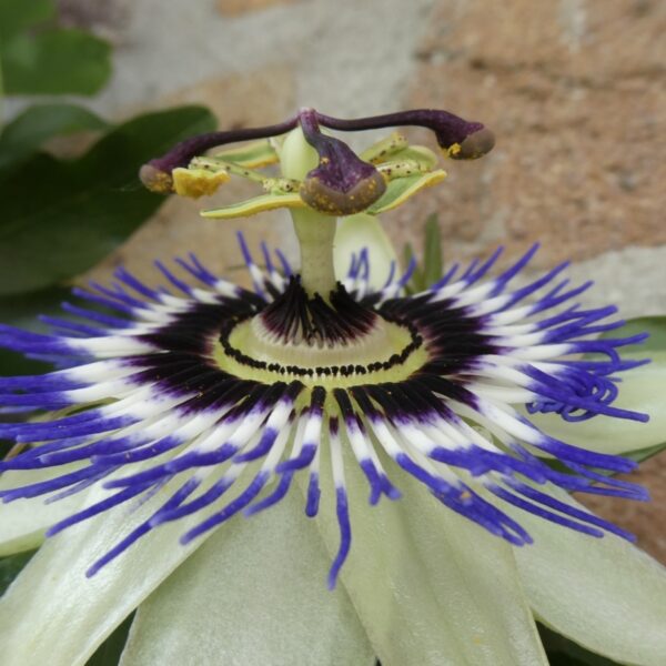 Geveltuintjes maken een groot en groen verschil!