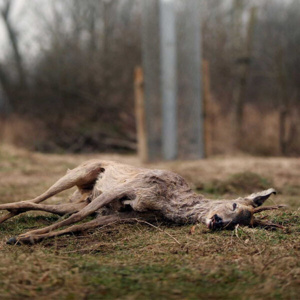 Waarom we dode dieren eigenlijk zouden moeten laten liggen (en dat gebeurt al in Zeeland)