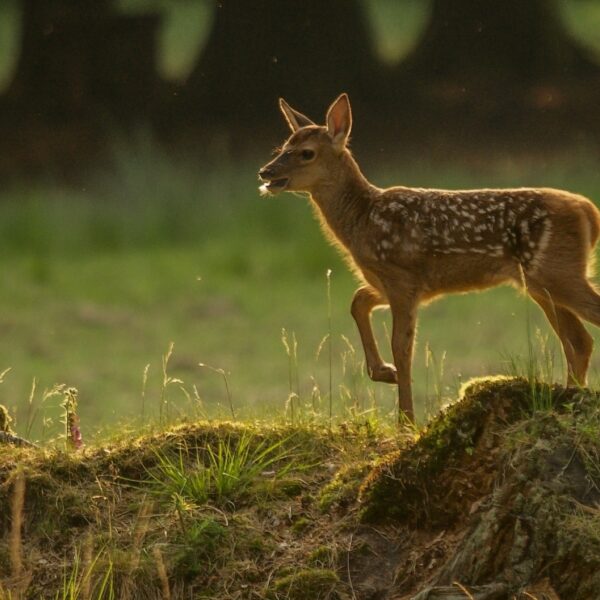 Bambi blijft betoverend: 'Het is een schreeuw tegen de jacht'