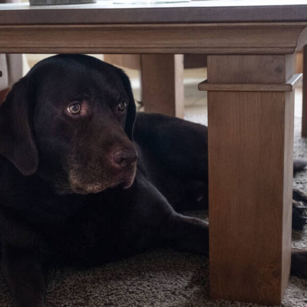 Gevolgen van vuurwerkknallen bij huisdieren langer dan gedacht